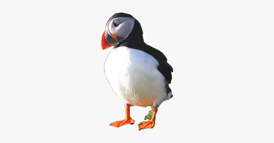 Bing Puffin Usethis Cute Usethissticker - Atlantic Puffin, Transparent Clipart