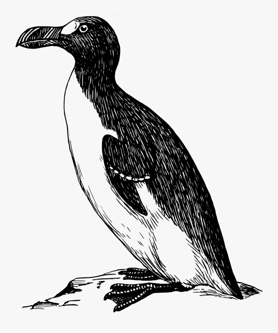 Great Auk - Great Auk Black And White, Transparent Clipart