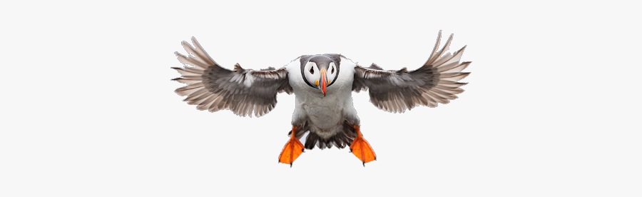 Puffin Freetoedit - Atlantic Puffin, Transparent Clipart