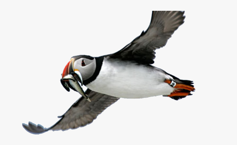 Puffin Freetoedit - Atlantic Puffins In Ocean, Transparent Clipart