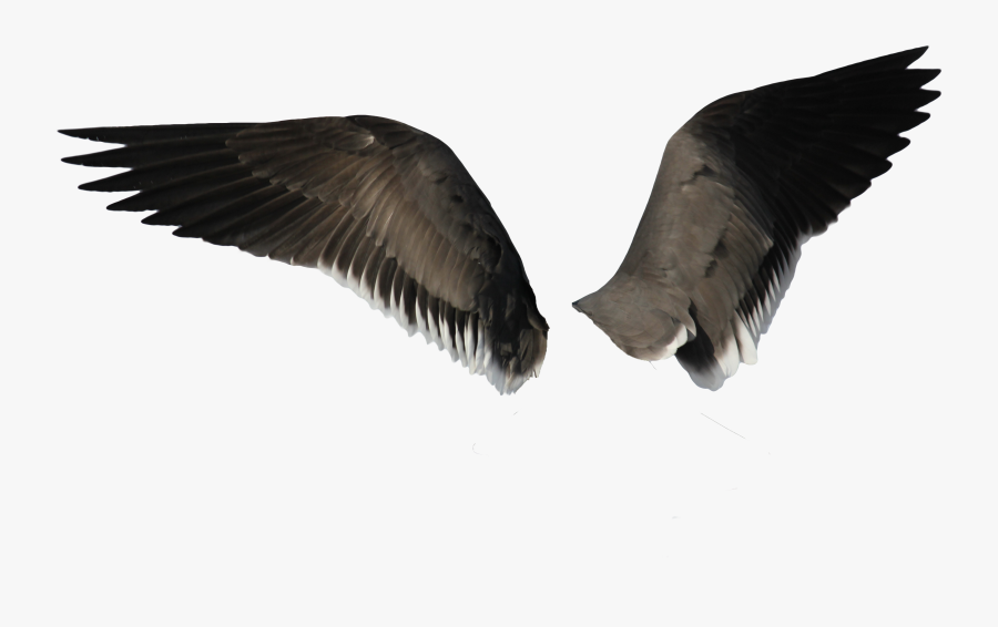 Transparent Bird Wing Png - Eagle Wings Png, Transparent Clipart