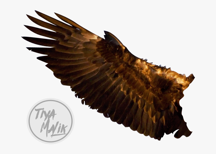 Eagle Wings Transparent Images - Eagle Wings Transparent Background