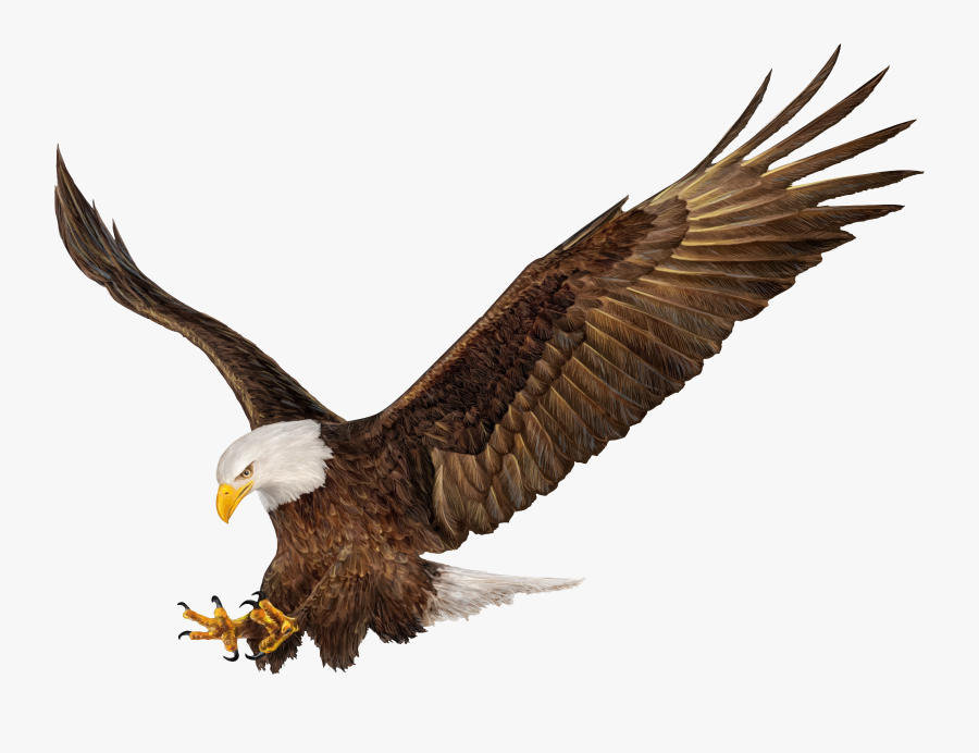 Eagle Images Png - Eagle Png, Transparent Clipart
