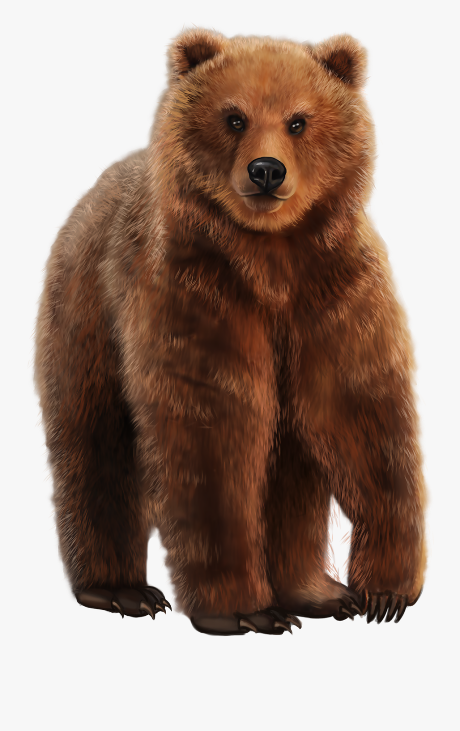 Grizzly Bear, Transparent Clipart