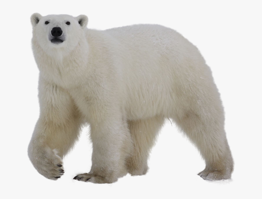 Polar White Bear Png - Polar Bear Transparent Background, Transparent Clipart