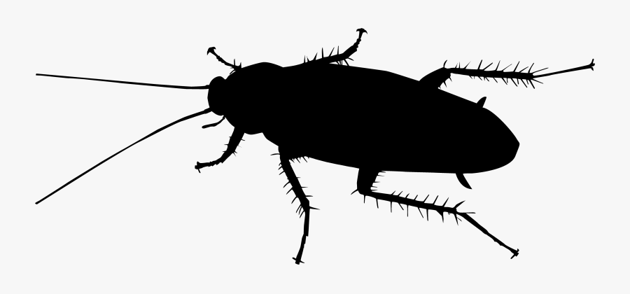 Black Cockroach Clipart - Cockroach Black And White, Transparent Clipart