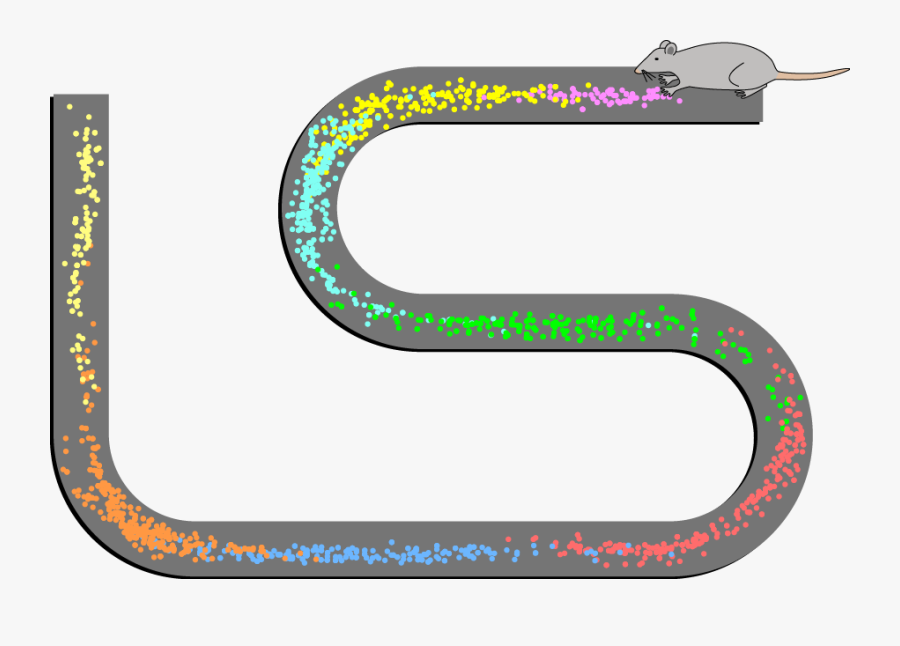 Hippocampal Place Cells, Transparent Clipart