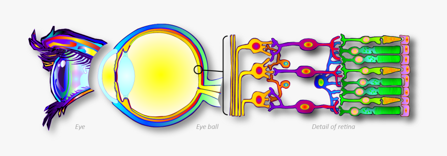 Circle, Transparent Clipart