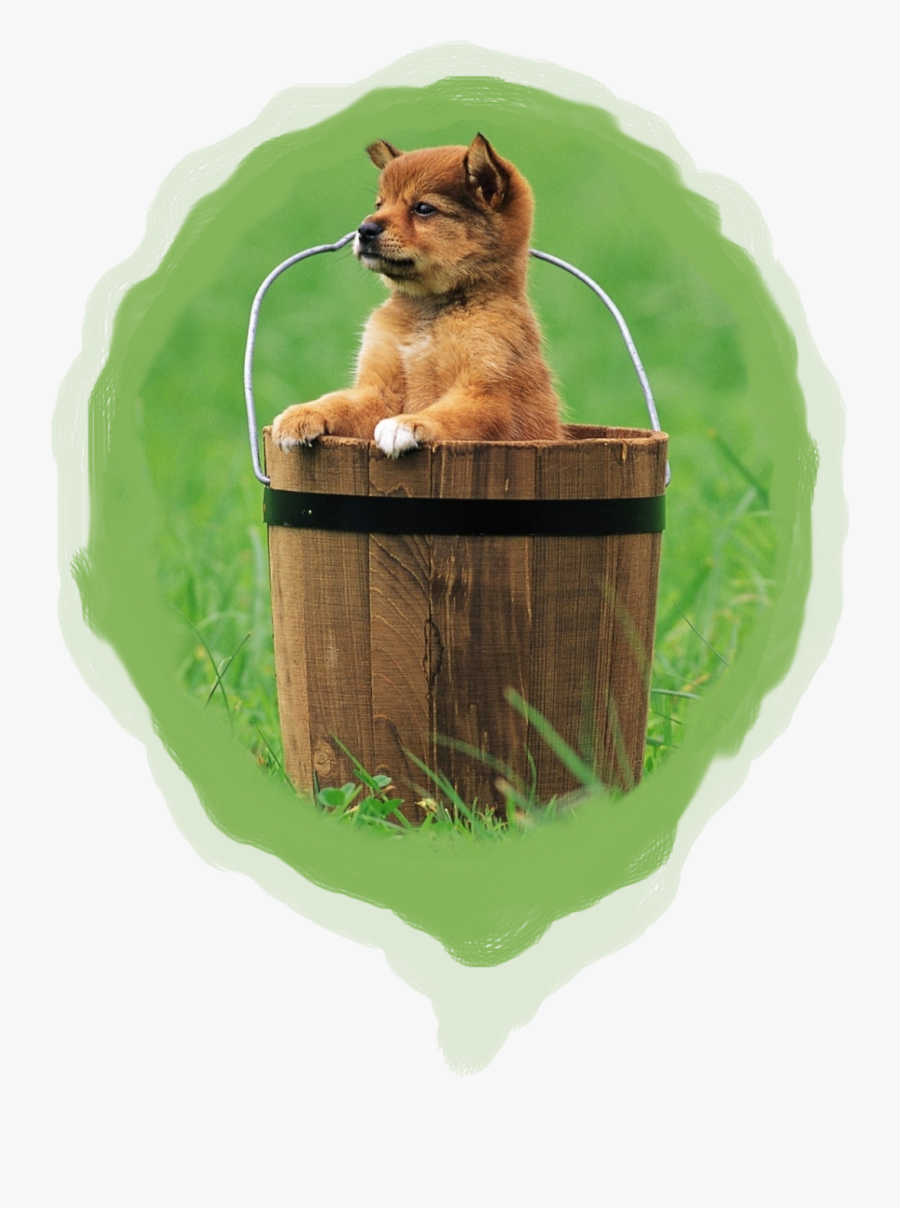 Dungeons And Dragons 5th Edition Homebrew Bucket Of - Dogs In A Bucket, Transparent Clipart