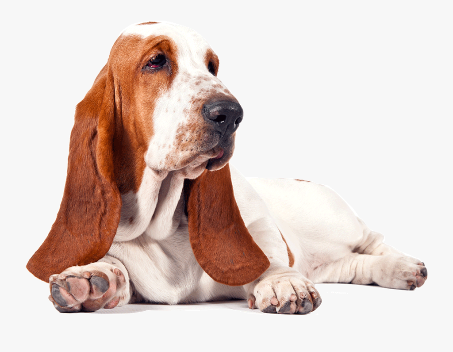 Basset Hound Free Download Png - Basset Hound Png, Transparent Clipart