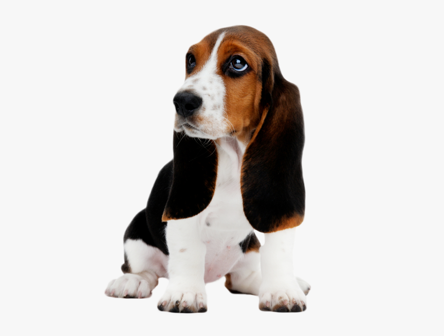Basset Hound Puppy Clip Art - Basset Hound Transparent, Transparent Clipart