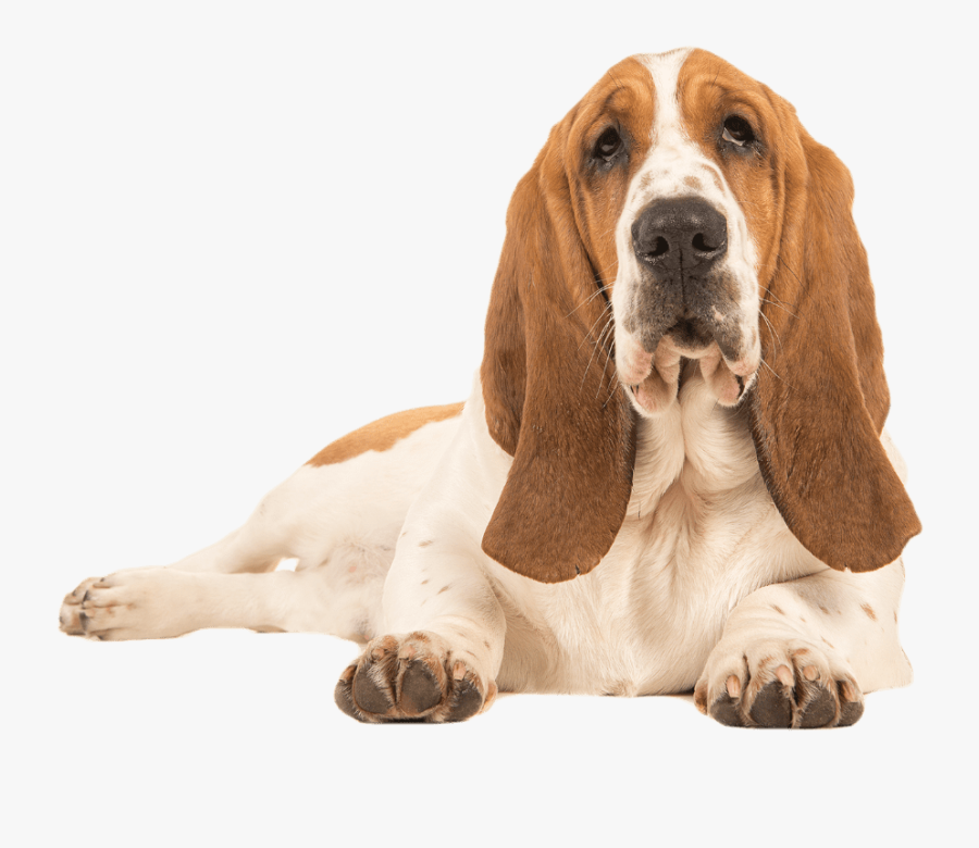 Basset Hound Lying Down - Basset Hound, Transparent Clipart