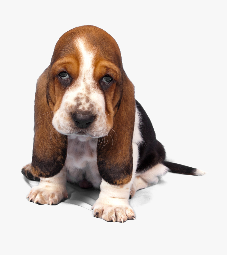 Basset Hound Png Transparent Images - Basset Hound Puppy, Transparent Clipart