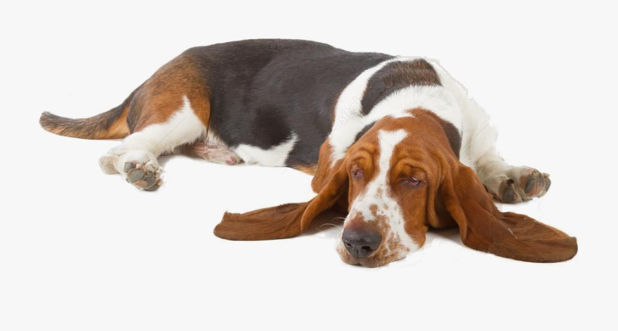 Transparent Sleeping Dog Png - Basset Hound Laying Down, Transparent Clipart