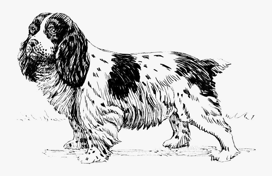 Spaniel 2 - Cocker Spaniel Kleurplaat, Transparent Clipart