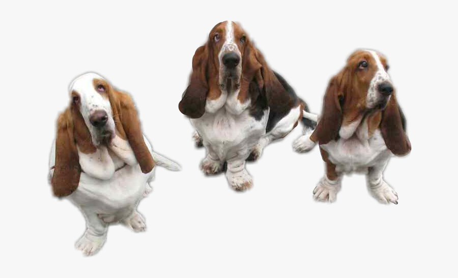 Transparent Basset Hound Png - Basset Hound, Transparent Clipart