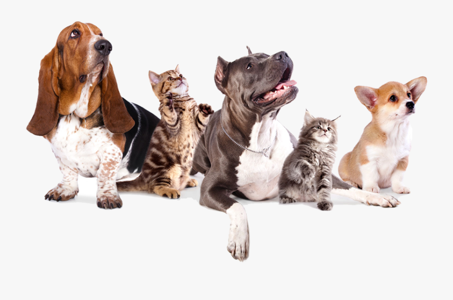 Hempworx 250 For Dogs, Transparent Clipart