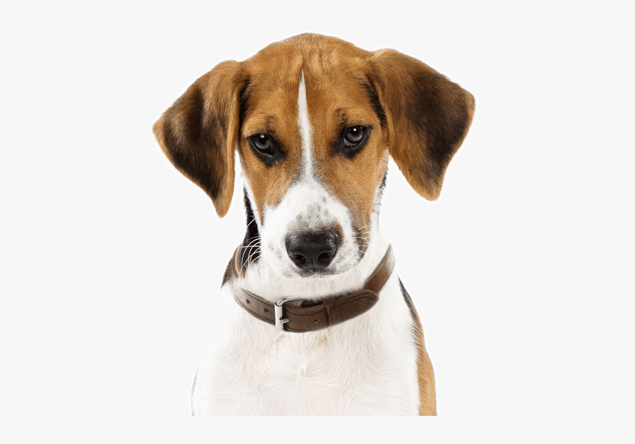 Clip Art Basset Hound Howling - Harrier Pies, Transparent Clipart