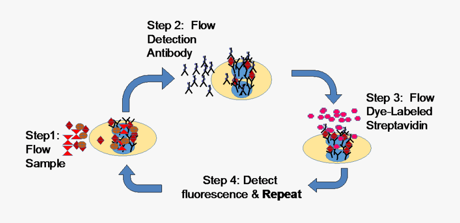 Las Processing Steps, Transparent Clipart