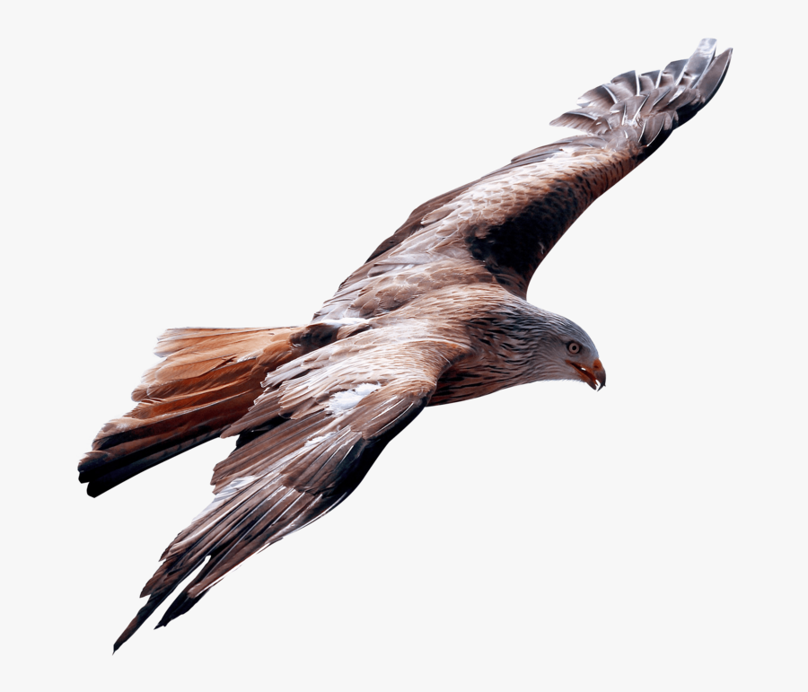 This Png File Is About Vulture , Eagle , Bird - True Leader Is One Who Is Humble Enough, Transparent Clipart