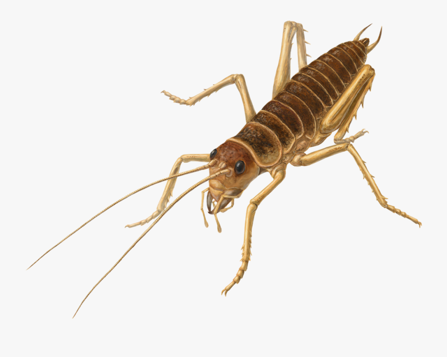 Cricket Insect Png Images - Weta Transparent Background, Transparent Clipart
