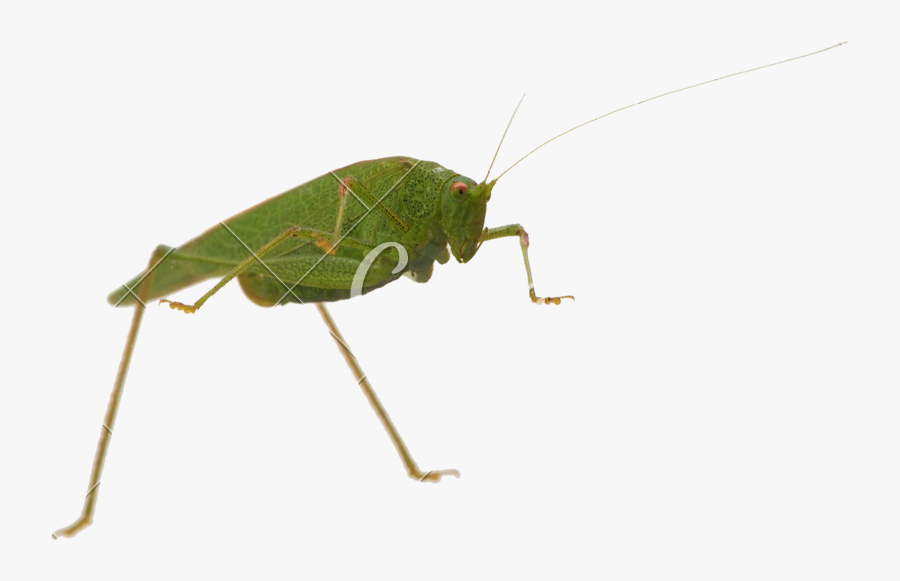 Transparent Grasshopper Png - Cricket, Transparent Clipart