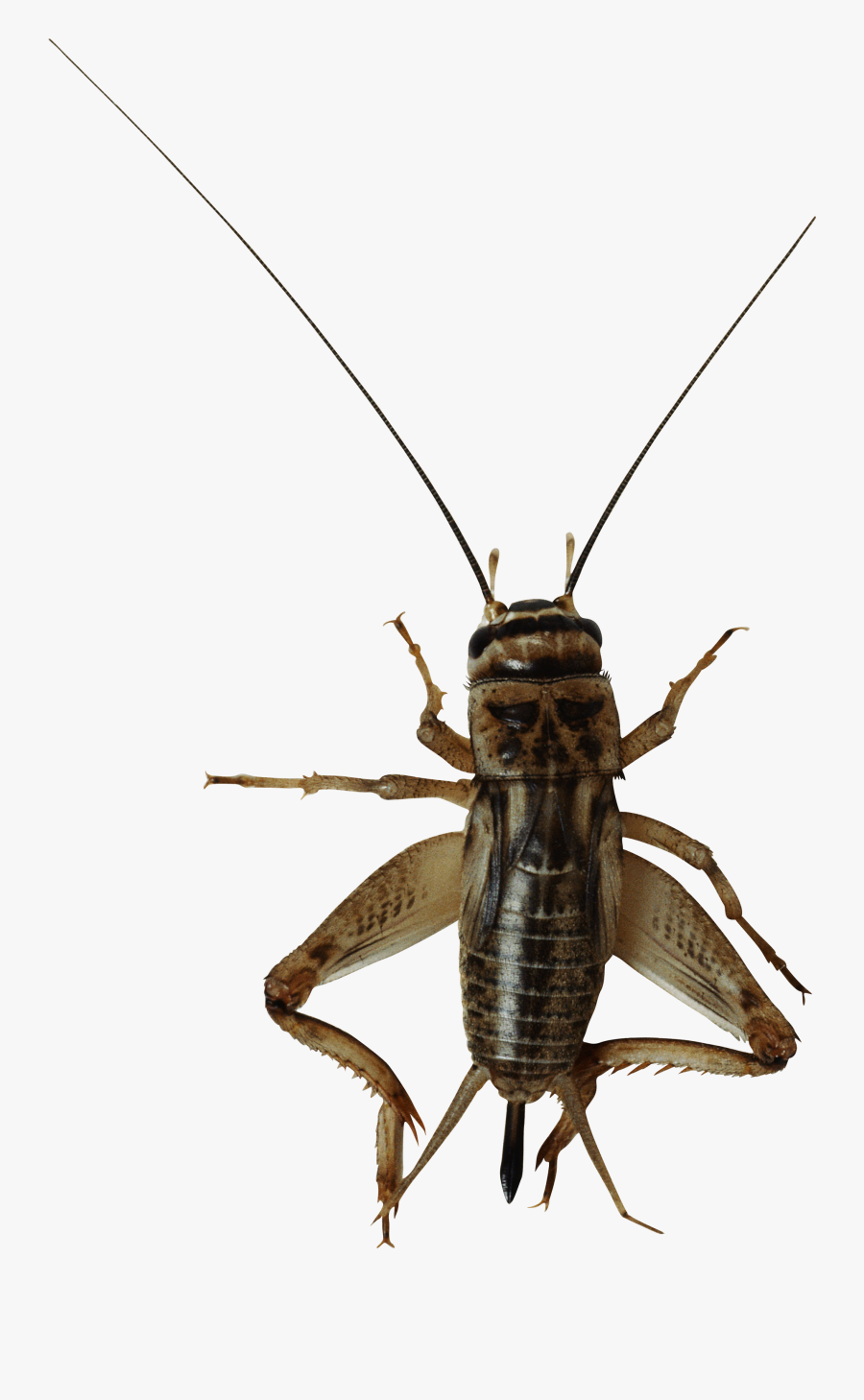 Cricket Insect Png - Insecto Con Antenas Largas, Transparent Clipart