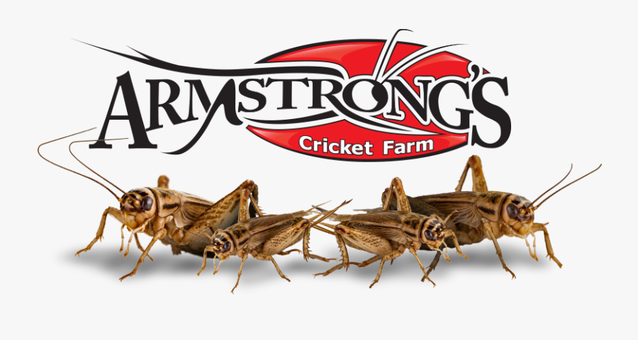 Acheta Domestica Crickets - Armstrong Cricket Farm, Transparent Clipart