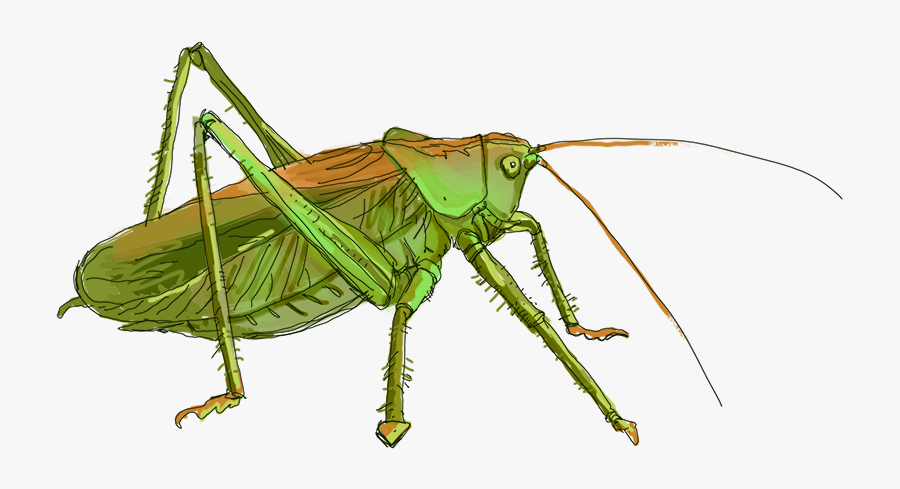 Grasshopper Png, Transparent Clipart