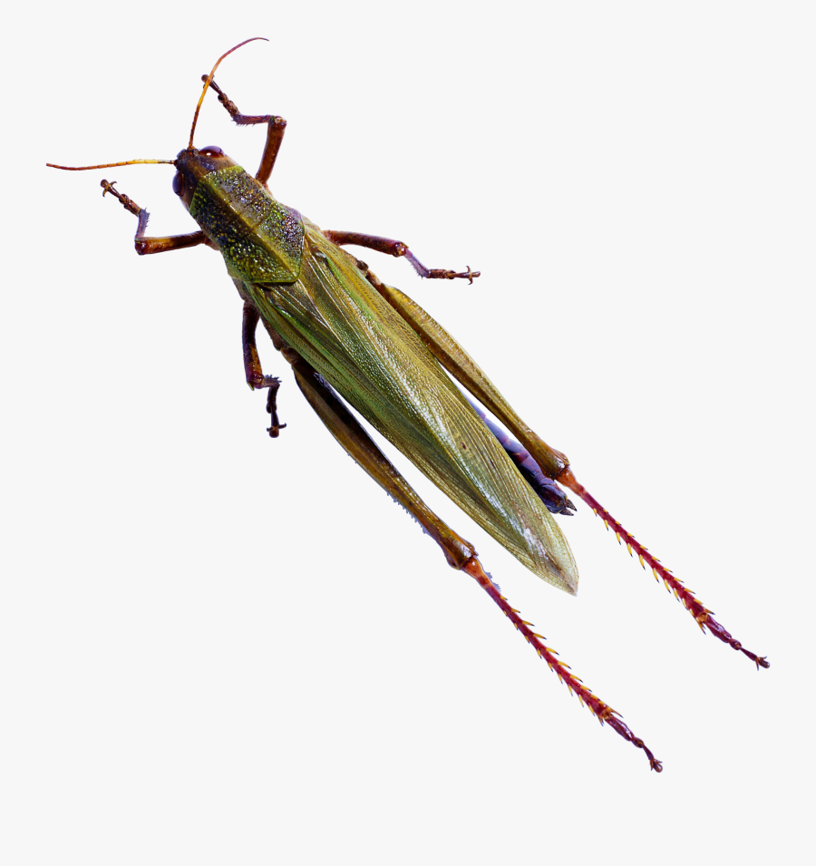 Cricket Bug Png Harmful Insect , Free Transparent Clipart ClipartKey