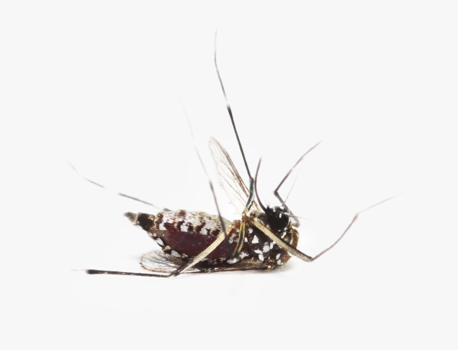 Mosquito Png Image - Dead Mosquito Transparent Background, Transparent Clipart