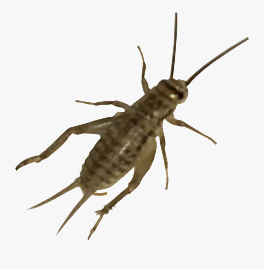 Cricket Insect Png - House Cricket Acheta Domesticus 1000, Transparent Clipart
