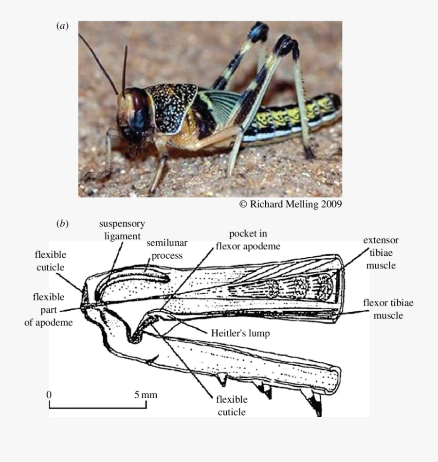 Clip Art Locust Picture - Anatomy Of A Locust, Transparent Clipart