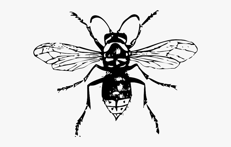 Hornet Clipart Black And White, Transparent Clipart