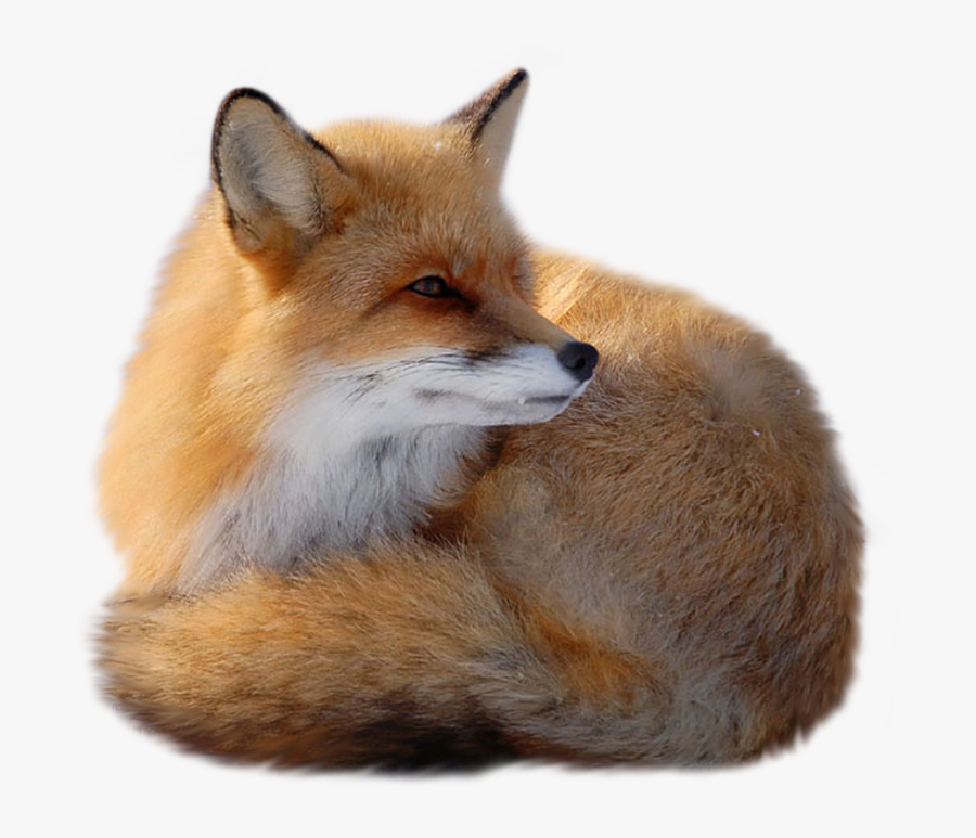 Download Fox Png Transparent Images Transparent Backgrounds - Red Fox Transparent, Transparent Clipart