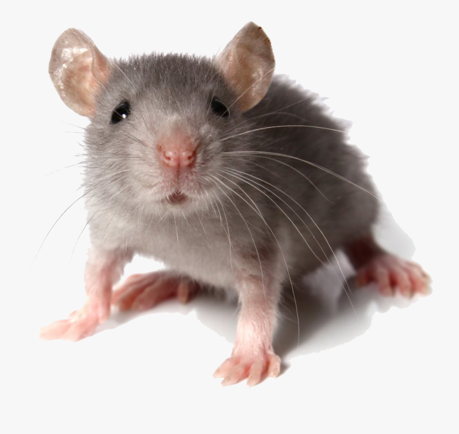 Mice Transparent Clipart - Mouse Looking At You, Transparent Clipart
