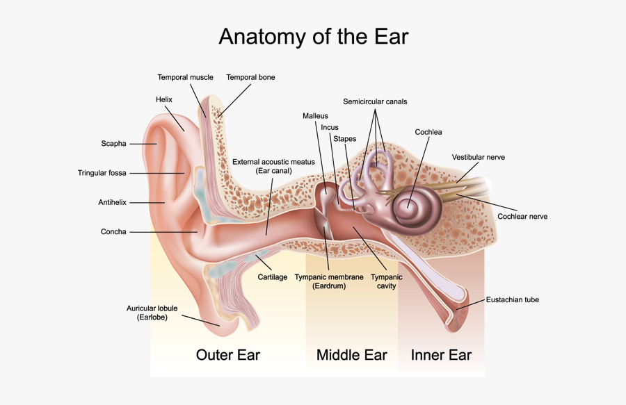 How Hearing Works Anatomy - Ear Anatomy, Transparent Clipart