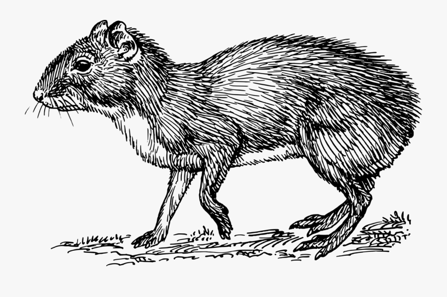 Beaver,line Art,wildlife - Agouti Black And White, Transparent Clipart