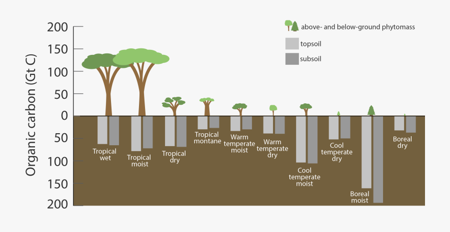 Carbon Stored In Ecosystems, Shown In Gigatons - Ecosystems Transparent Background, Transparent Clipart