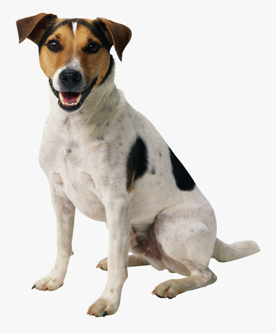 Transparent Dog Png, Transparent Clipart