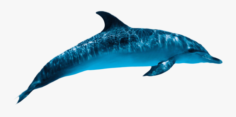 Dolphin Png Picture - Dolphin Transparent, Transparent Clipart