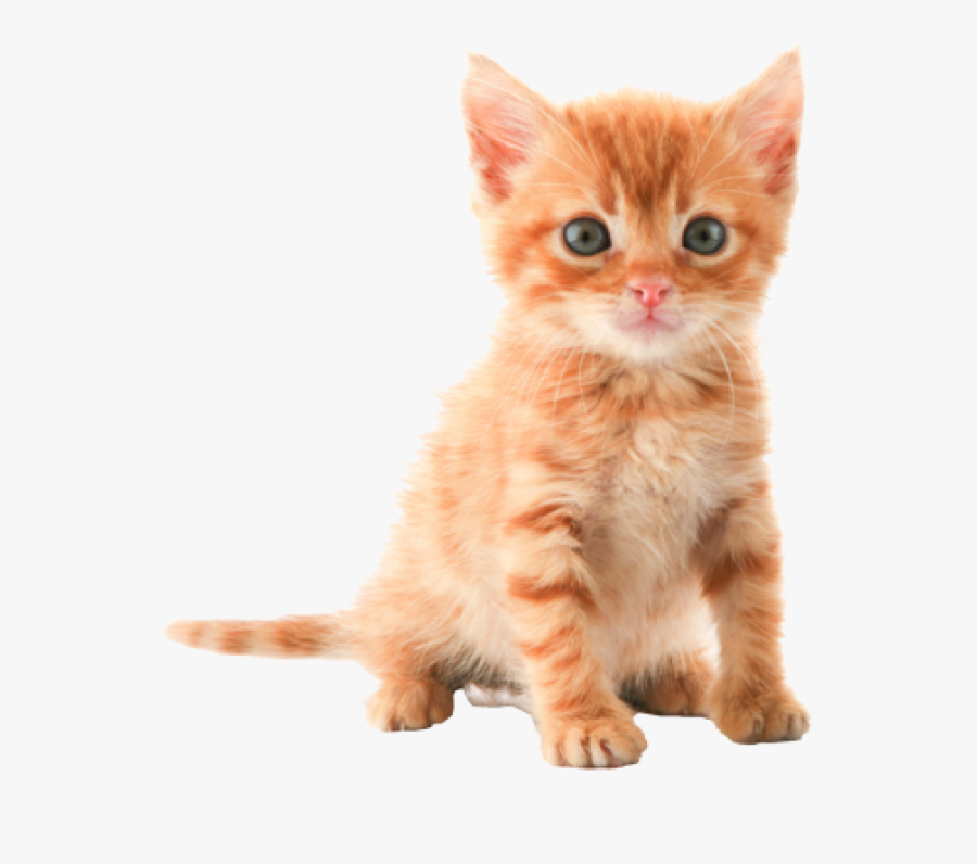 Cute Kitten Png - Orange Cute Tabby Kittens, Transparent Clipart
