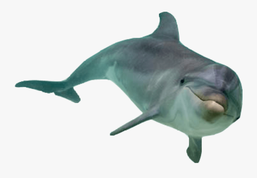 Png Free Images Toppng - Dolphin Transparent Background, Transparent Clipart