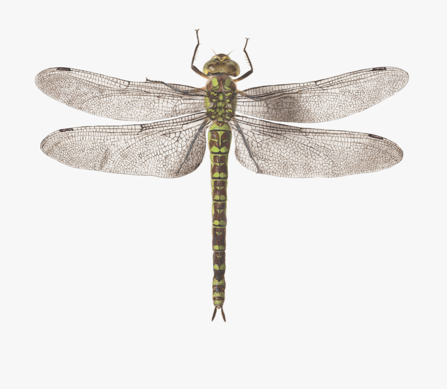 Clip Art Dragonfly Photo - Dragon Fly, Transparent Clipart