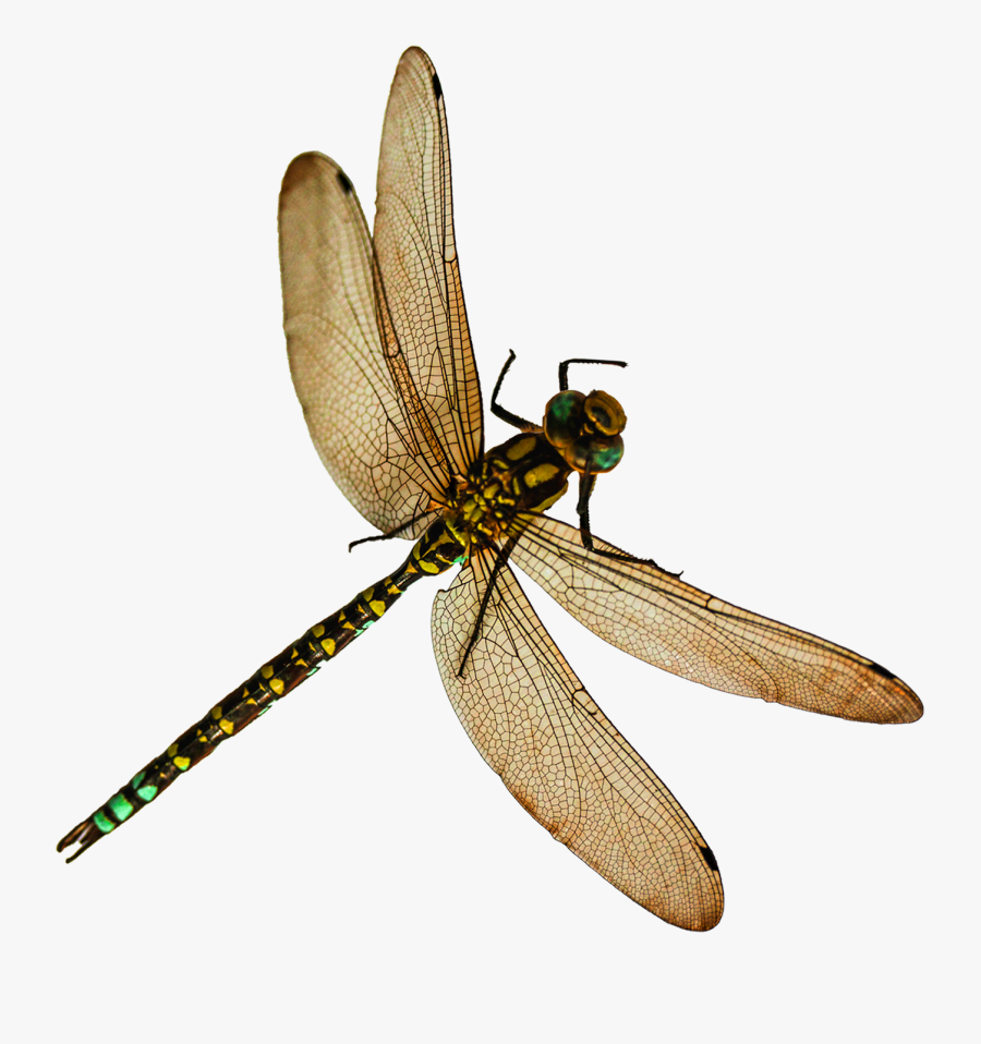 Dragonfly Png, Transparent Clipart
