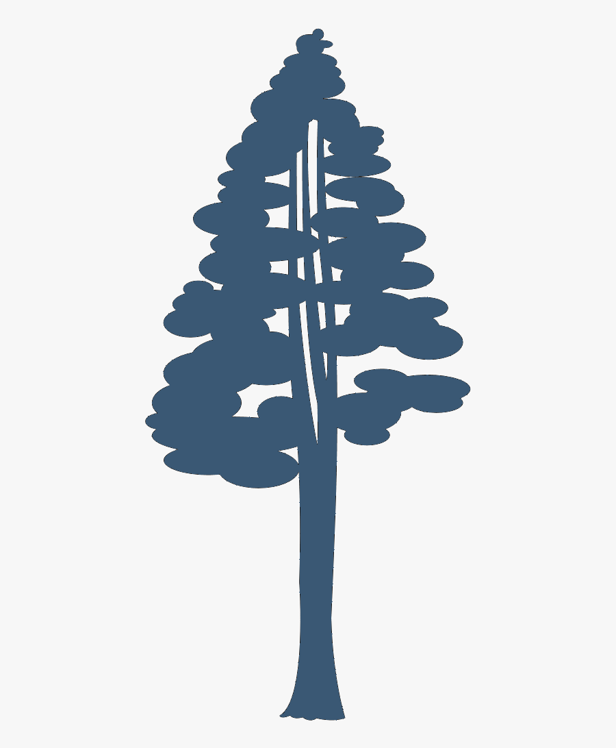 Coast Redwood Giant Sequoia Drawing Silhouette Clip - Sequoia Tree Silhouette Png, Transparent Clipart