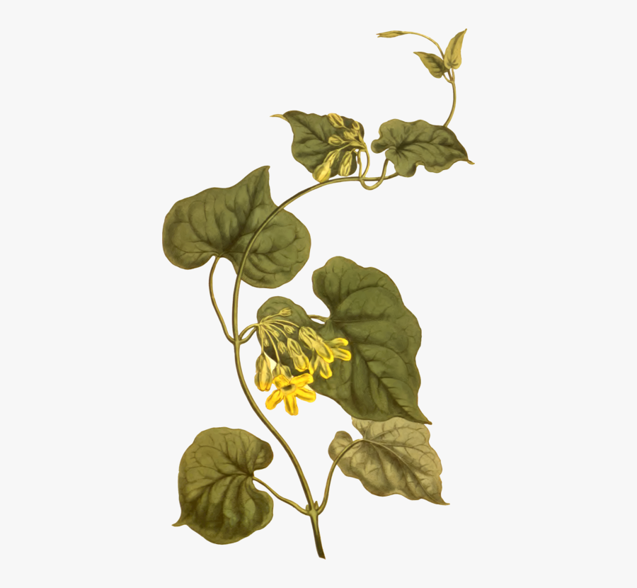 Plant,flora,leaf, Transparent Clipart