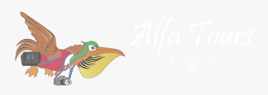 Alfa Tours Cusco - Piciformes, Transparent Clipart