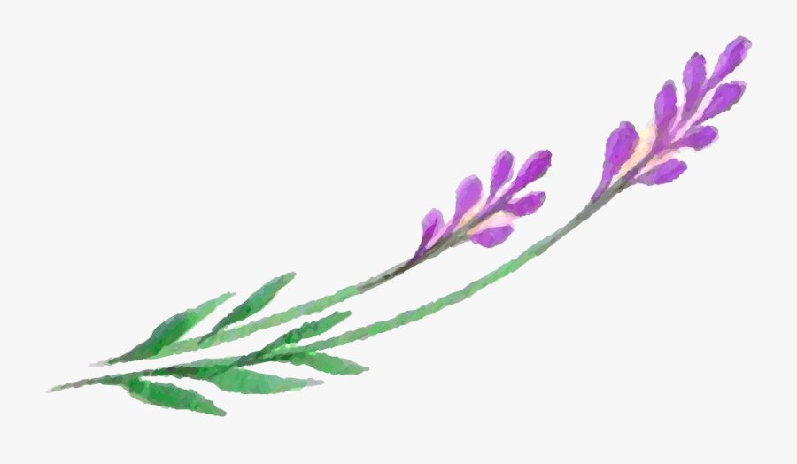 Lavender Leaf Png, Transparent Clipart