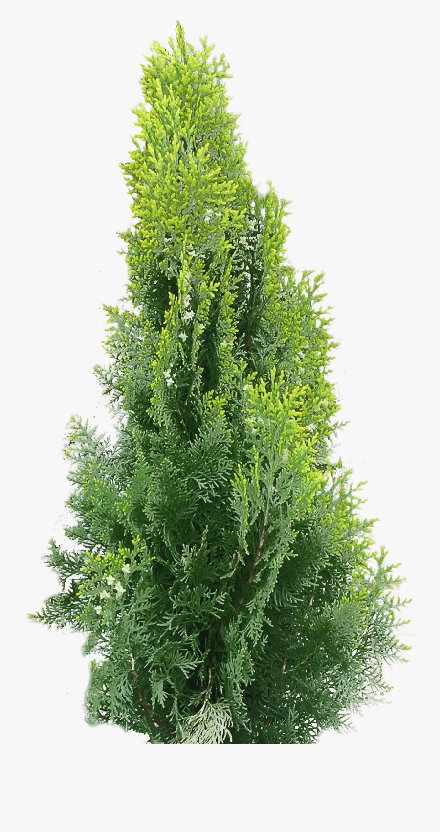 Arborvitae Png - Christmas Tree, Transparent Clipart